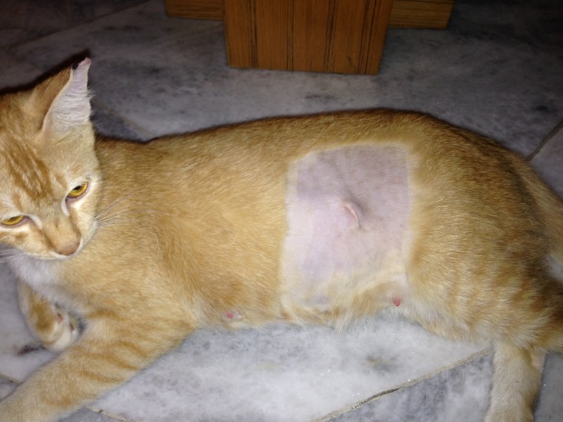 Cheap neutering for female cats hot sale