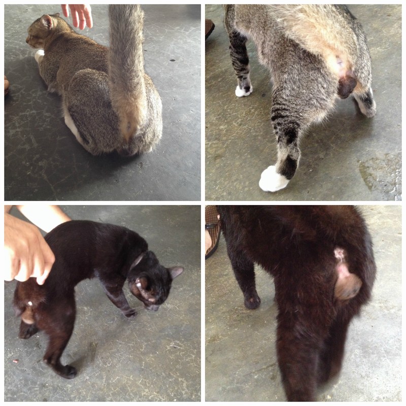 Desexed deals male cat