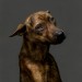 2011/08/01, 11:38am, Taiwanese Public Shelter, Time until Euthanized: 29 Minutes thumbnail