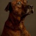 2010/10/04, 01:49am, Taiwanese Public Shelter, Time until Euthanized: 15.7 Hours thumbnail