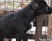 Controlling The Stray Dog Population: The Best And Most Humane Approach Is To Spay These Animals.