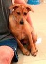 4 Puppies For Adoption (Steve Mettler’s)