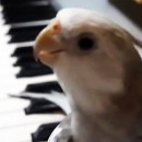 Cute Cockatiel Sings My Neighbor Totoro