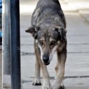 Touching Story Of A Modern Day Hachiko