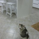 A Daily House Guest?