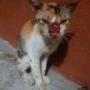 Another Sick Cat In Need Of Help, At The University (Aida’s)