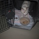 Baggy Eats! Tabs And Tiger Want To Be Friends.