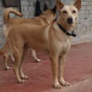 Boy And Olive: A Winning Twosome For Adoption