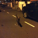 Dog For Adoption (Male, 6 Months, Penang)