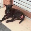 Female Stray With TVT Need Urgent Attention