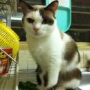 Four Cats In Need Of A Home (Shenaaz Khan’s)