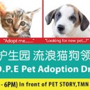 H.O.P.E Pet Adoption Drive 希望护生园流浪猫狗领养日 #3