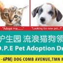 H.O.P.E Pet Adoption Drive 希望护生园流浪猫狗领养日 #4