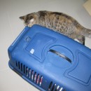 Indy Is Back From The Vet’s