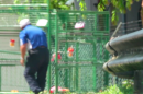 Is There A Need To Trap And Kill Monkeys In Singapore?