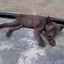 Medical Subsidy For A Rescued Kitten (Dewi Rohani Mashita Bt Bustamam’s)