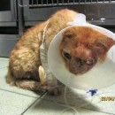 Medical Subsidy For Caty (Koo Swee Por’s)