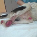 Medical Subsidy For Dottie, Rescued Dog With Vertebrae Fracture And Spinal Compression (Meiji’s)