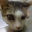 Medical Subsidy For Kucing (Kamaruzaman Ahmad’s)