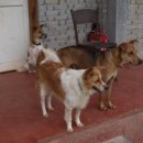 Moiselle, Thai Boy And Floppy Looking For Loving Homes