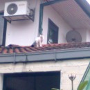 Pole Was Spotted Several Times…on The Neighbour’s Roof