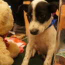 Puppies For Adoption-Bagan Ajam, Butterworth