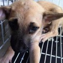 Puppy For Adoption-Bagan Ajam, Butterworth