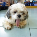 Shihtzu With Broken Jaw Looking For A Home (Lim Swee Yen’s)