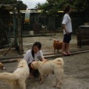 Spaying Sponsorship For 4 Female Dogs (Kelly Tan Juat Jong & Jacinta Emmanuel’s)