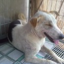 Spaying Subsidy For 1 Female Dog In Batu Pahat (Nyeow Miow Leng’s)