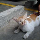 Sponsorship For Spay-Neuter Of 4 Cats And 2 Dogs (Carnea Lee’s)