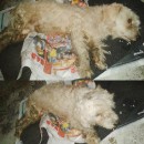 Stop Pet Abandonment 停止弃养宠物