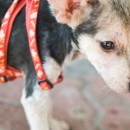 Subsidy For 4 Puppies (Sharon Elizabeth Tan Tai Ching’s)