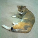 Subsidy For Pelvic-Fractured Cat (Doreen Yam’s)