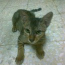 Subsidy For Rescued Kitten (Azna’s)