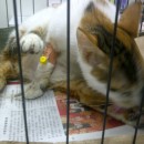 Updates On Flower And Coco (Anita Chen’s)