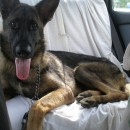 Updates On Teresa’s 2 Rescue Cases