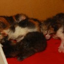 Urgent Help Required For Surviving Newborn Kittens (Krystal Teoh’s)