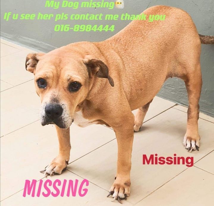 Have You Seen Jeeper’s Dog?. Case Lost. Reported B..