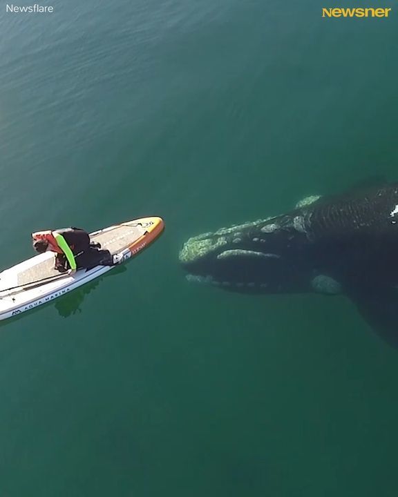 Giant Whale Approaches Unsuspecting Paddle Boarder, And The Incredible Encounter Was Captured By A Drone ðŸ‹ â¤ï¸