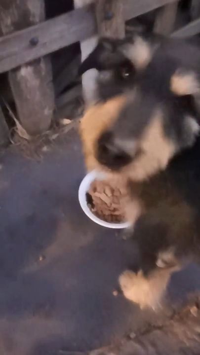 Hungry Street Dogs Eat Breakfast In Serbia