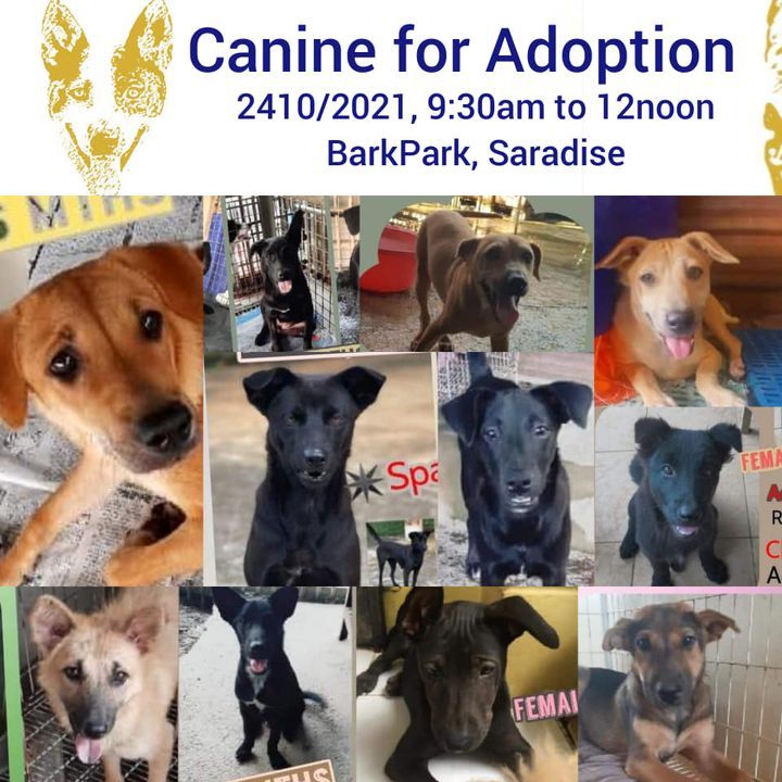 Canine Adoption Campaign. Sunday 24/10/21. 930am T..