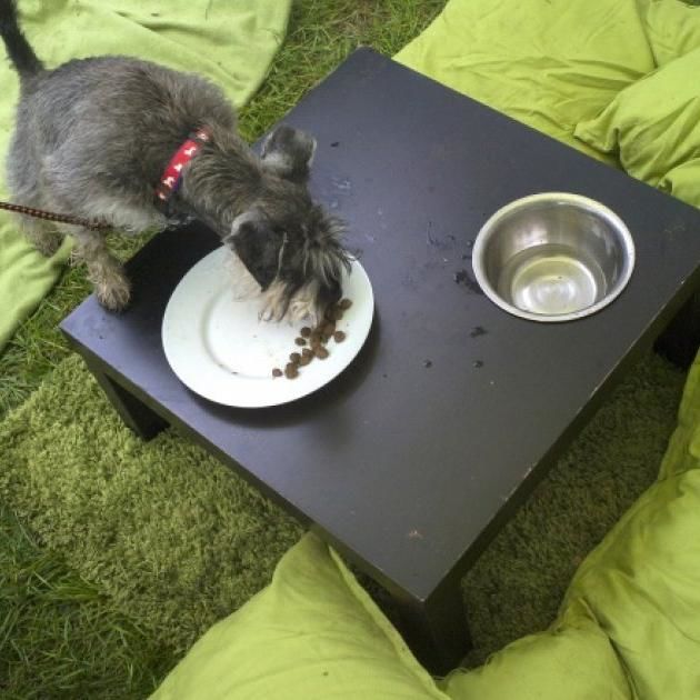 Pet Owners In The Uk Risk Being Fined Rm114,000 And Jailed If They Feed Their Dogs Vegetarian Food | Malay Mail