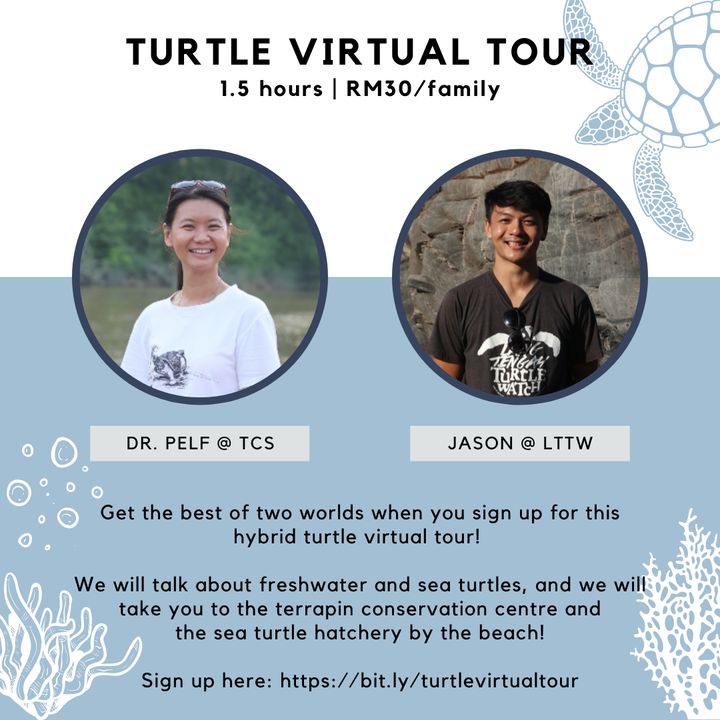 Missed Our Previous Turtle Virtual Tour? Here’s Yo..