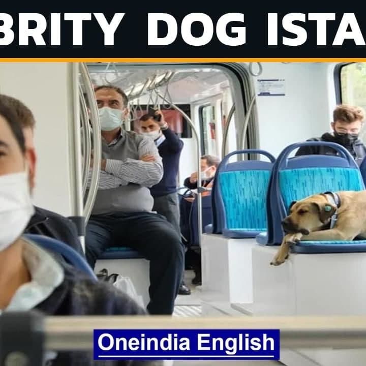 Boji, Istanbul’s Most Famous Dog | Regular Commuter On Ferries Buses Metro Trains | Oneindia News