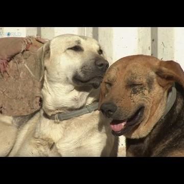 Money Talks: Feeding Istanbulâ€™s Street Dogs