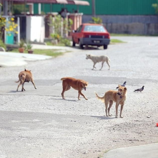 Kampar District Council Claims Enforcers Shot Stray Dogs In Self-Defence | Malay Mail