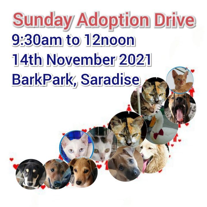 Sunday Adoption Drive. 14th November, 2021. 930am ..