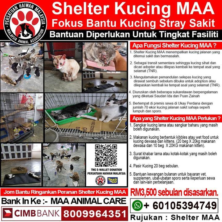 Shelter Khusus Kucing Jalanan Sakit Mengalu-Alukan..