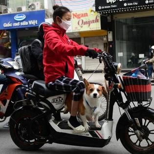 Vietnamese Tourist City Hoi An Pledges To Phase Out Dog And Cat Meat